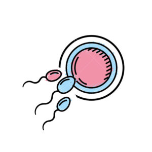 fertility reproduction of ovum and spermatozoon